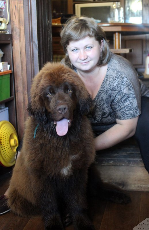 Фото: ньюфаундленд Браунблад МСК Дрими Эйн (Brownblood MSK Drimi Ein)