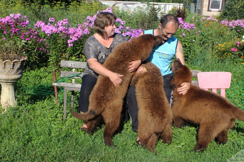 Фото: ньюфаундленд Браунблад МСК Дрими Эйн (Brownblood MSK Drimi Ein), ньюфаундленд Браунблад МСК Дэлиция Шари (Brownblood MSK Delicia Shari), ньюфаундленд Браунблад МСК Дарли Ринна (Brownblood MSK Darley Rinna)