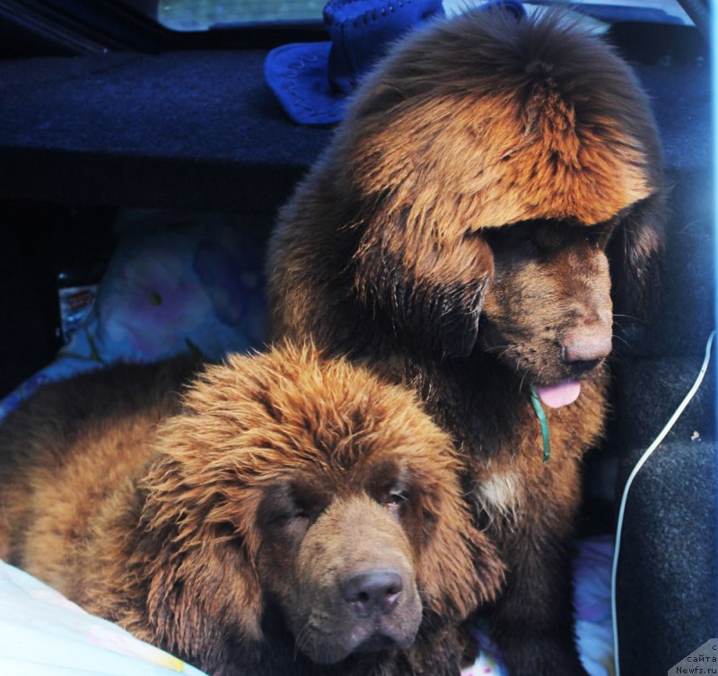 Фото: ньюфаундленд Браунблад МСК Дэлиция Шари (Brownblood MSK Delicia Shari), ньюфаундленд Браунблад МСК Дрими Эйн (Brownblood MSK Drimi Ein)