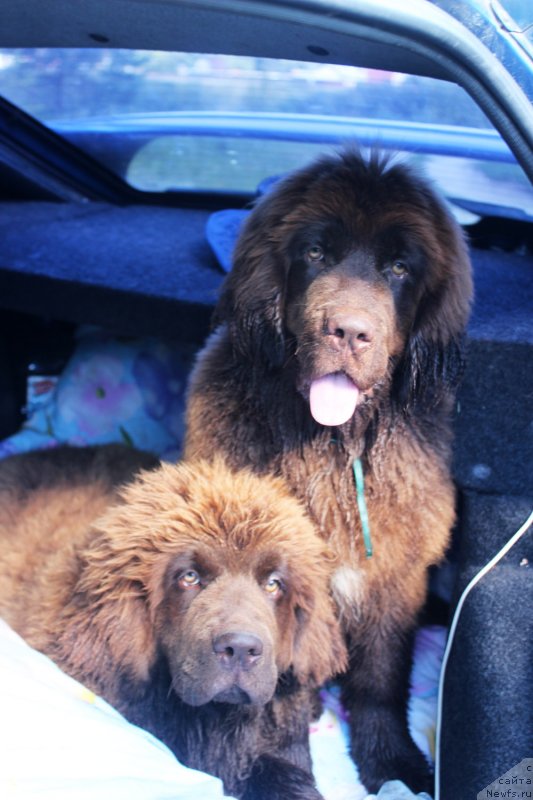 Фото: ньюфаундленд Браунблад МСК Дэлиция Шари (Brownblood MSK Delicia Shari), ньюфаундленд Браунблад МСК Дрими Эйн (Brownblood MSK Drimi Ein)