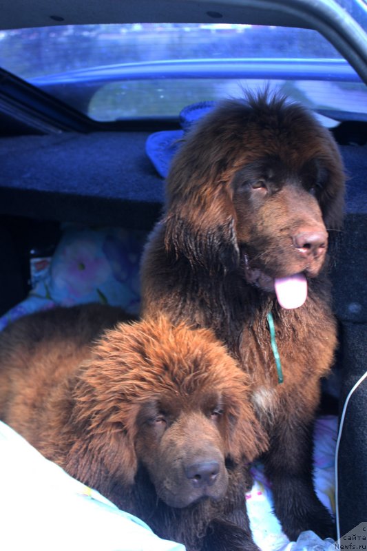 Фото: ньюфаундленд Браунблад МСК Дэлиция Шари (Brownblood MSK Delicia Shari), ньюфаундленд Браунблад МСК Дрими Эйн (Brownblood MSK Drimi Ein)