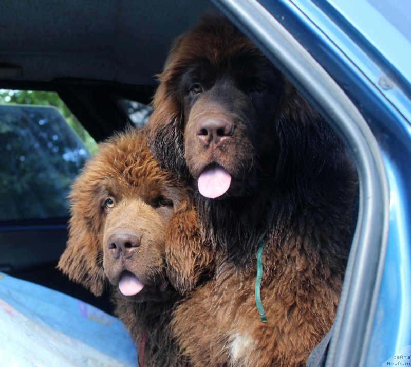 Фото: ньюфаундленд Браунблад МСК Дэлиция Шари (Brownblood MSK Delicia Shari), ньюфаундленд Браунблад МСК Дрими Эйн (Brownblood MSK Drimi Ein)