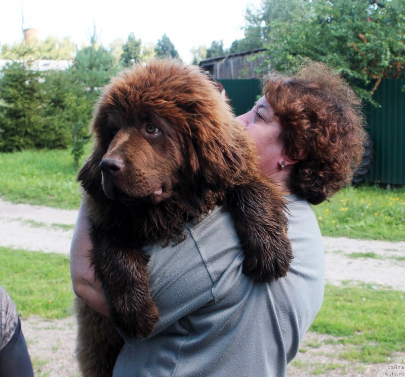 Фото: ньюфаундленд Браунблад МСК Дэлиция Шари (Brownblood MSK Delicia Shari)