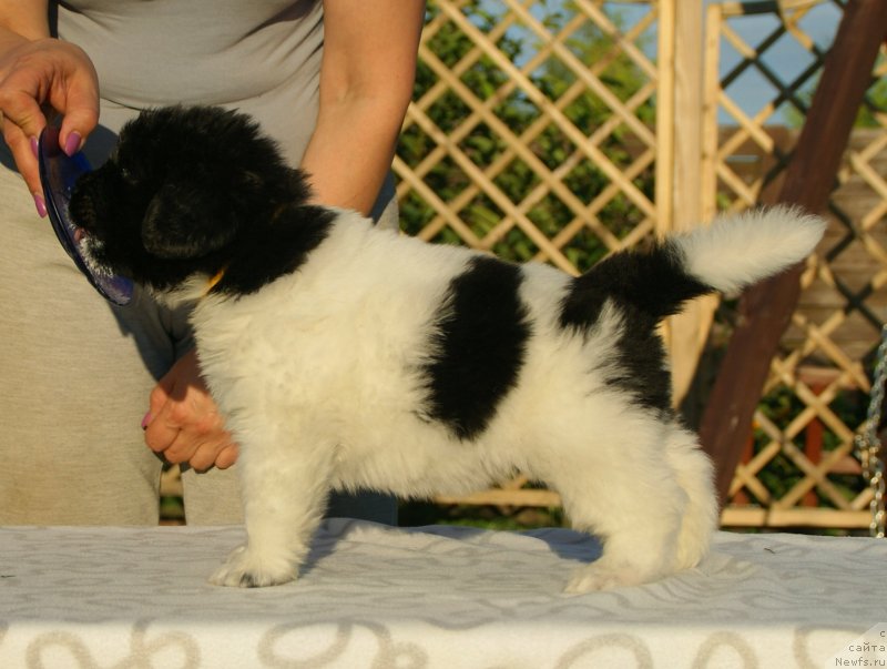 Фото: ньюфаундленд Сноу Викинг Белла