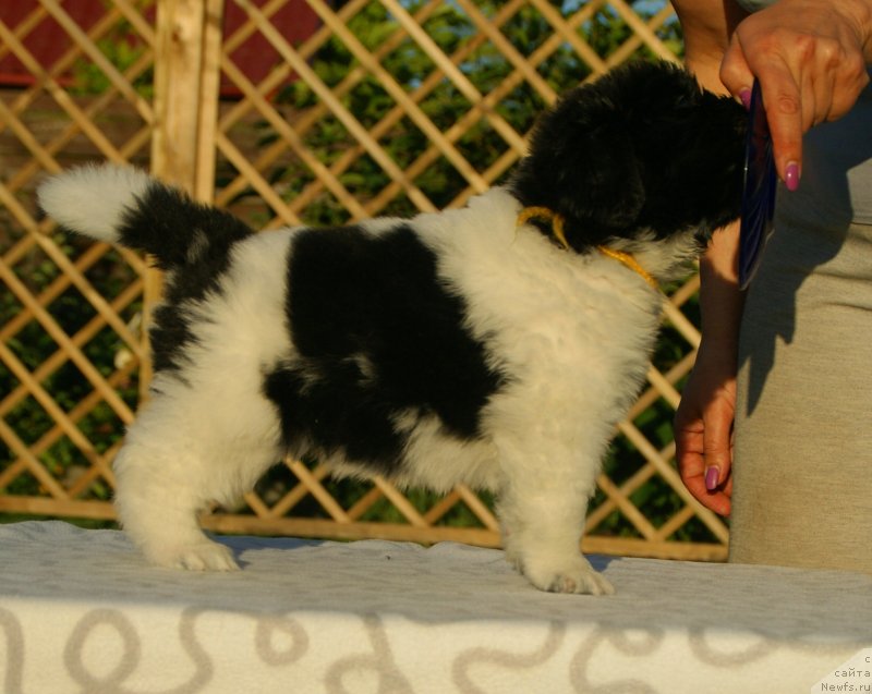 Фото: ньюфаундленд Сноу Викинг Белла