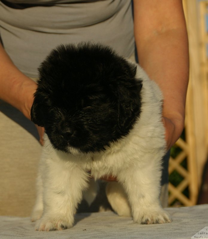 Фото: ньюфаундленд Сноу Викинг Белла