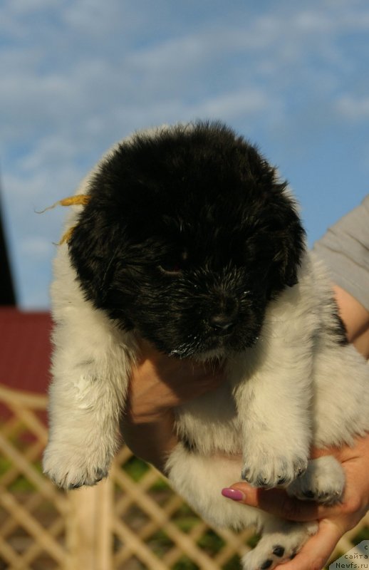 Фото: ньюфаундленд Сноу Викинг Белла