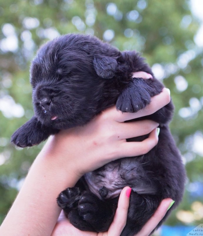 Фото: ньюфаундленд Ньюфорт Атлантида (Njufort Atlantida)