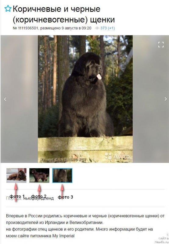 Фотография № 228558