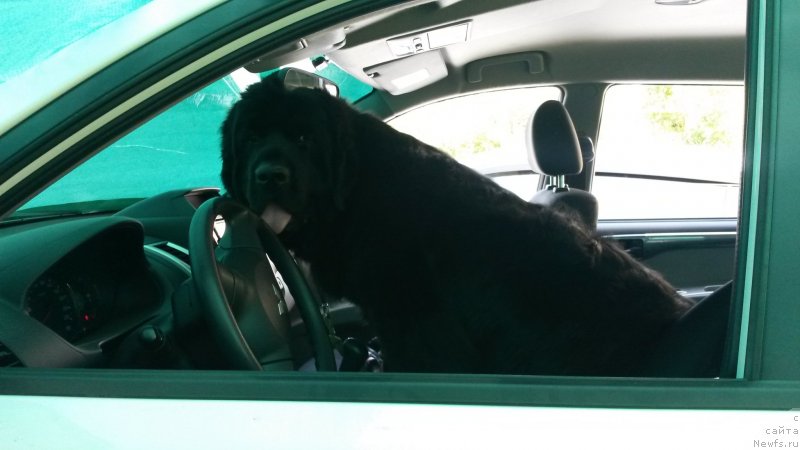 Фото: ньюфаундленд Черный Балу Лорд-Канцлер (Cherniy Balu Lord-Kantsler)