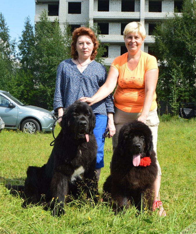 Фото: ньюфаундленд Черный Балу Лорд-Канцлер (Cherniy Balu Lord-Kantsler), ньюфаундленд Инвайтинг Лук оф Лав (Inviting Look of Love), Татьяна Чернявская
