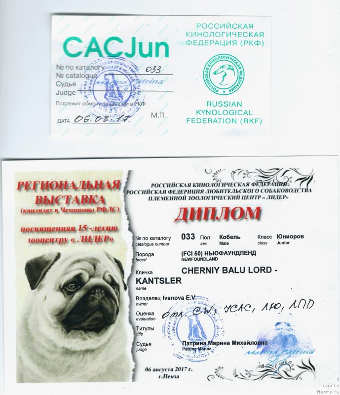 Фото: ньюфаундленд Черный Балу Лорд-Канцлер (Cherniy Balu Lord-Kantsler)