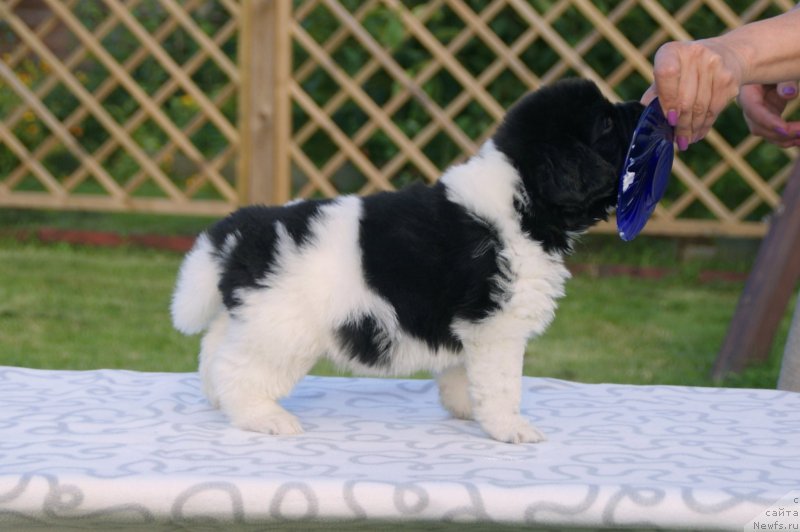 Фото: ньюфаундленд Сноу Викинг Бенджамен