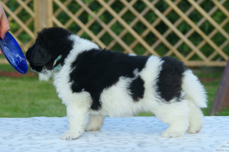 Фото: ньюфаундленд Сноу Викинг Бенджамен