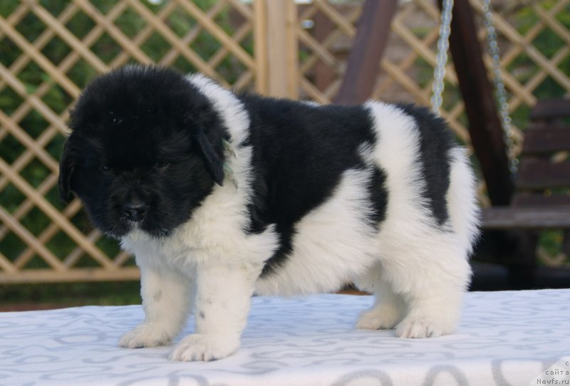 Фото: ньюфаундленд Сноу Викинг Бенджамен