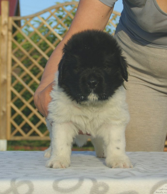 Фото: ньюфаундленд Сноу Викинг Бенджамен