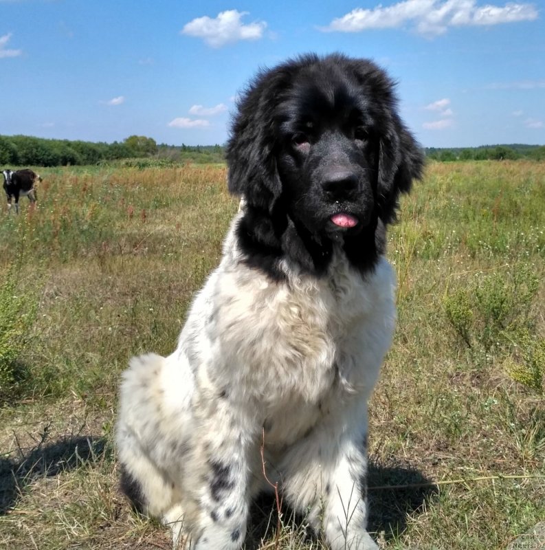 Фото: ньюфаундленд Velyke Malyatko Infiniti Sriblyasta