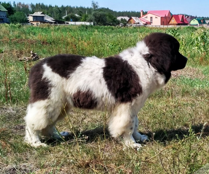 Фото: ньюфаундленд Velyke Malyatko Ity Do Peremogy