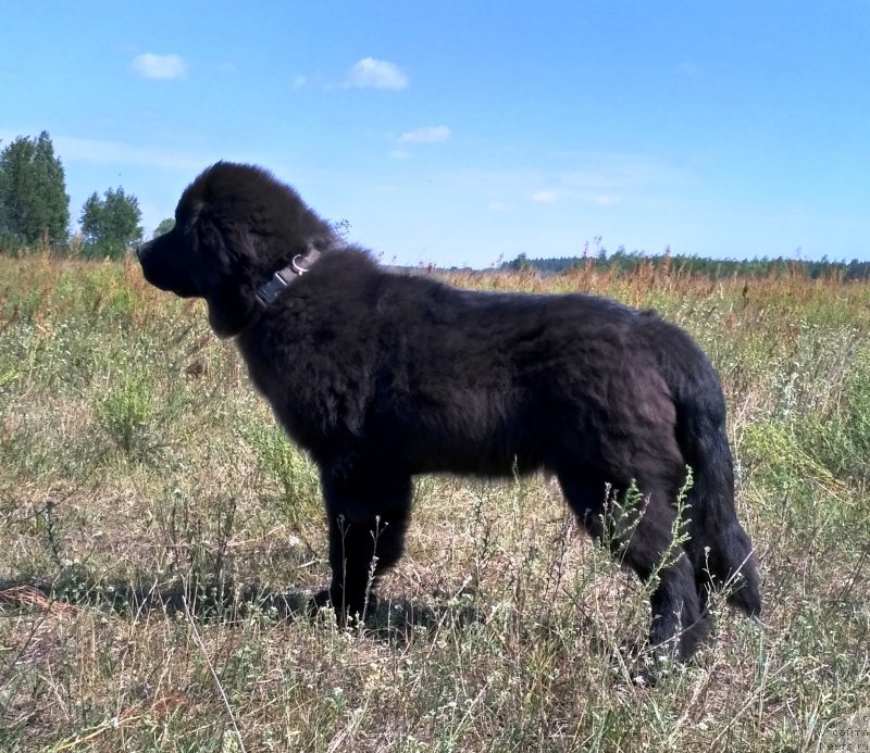 Фото: ньюфаундленд Velyke Malyatko Ispyt Vytrymav