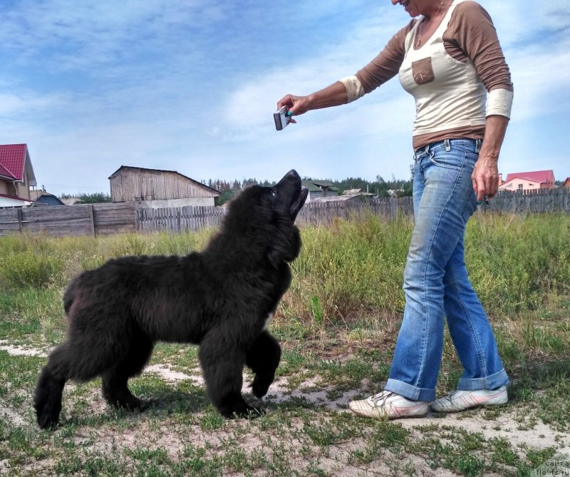 Фото: ньюфаундленд Velyke Malyatko Instynkt Ryativnyka
