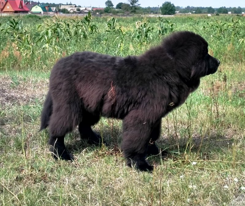 Фото: ньюфаундленд Velyke Malyatko Instynkt Ryativnyka