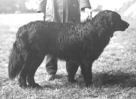 Фото: ньюфаундленд Зай Гизынд Мацони