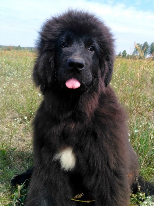 Фото: ньюфаундленд Velyke Malyatko Instynkt Ryativnyka