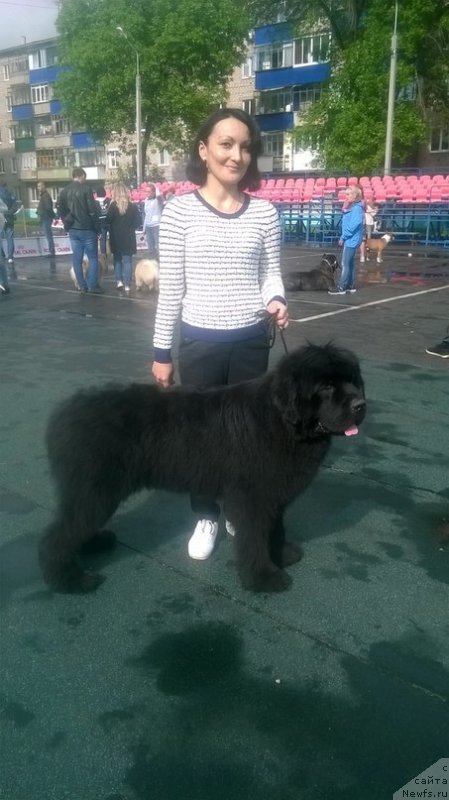 Фото: ньюфаундленд Олл Райт из Антаграда (All Right is Antagrada)