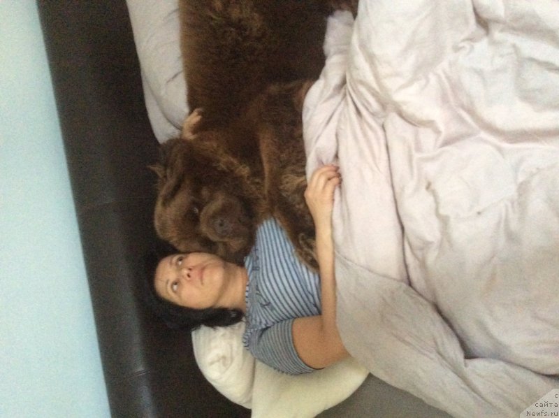 Фото: Noble king my lord simba, ньюфаундленд Нобл Кинг Май Лорд Симба