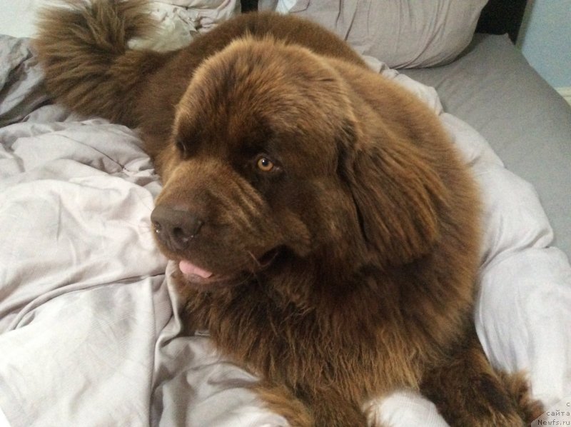 Фото: ньюфаундленд Нобл Кинг Май Лорд Симба