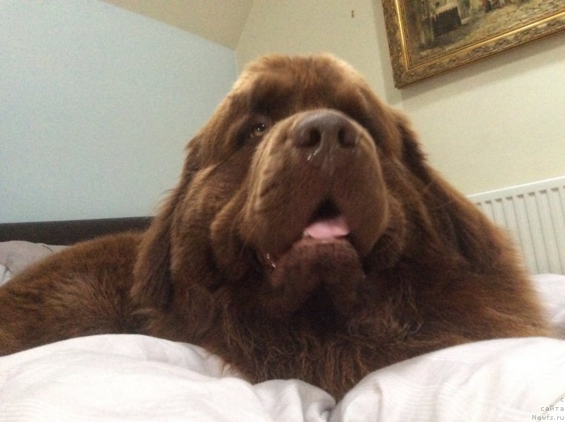 Фото: ньюфаундленд Нобл Кинг Май Лорд Симба