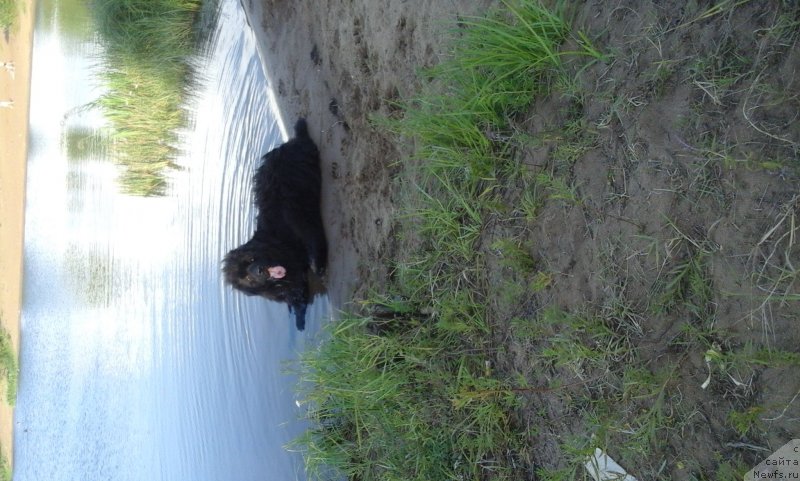 Фото: ньюфаундленд Преданный Друг