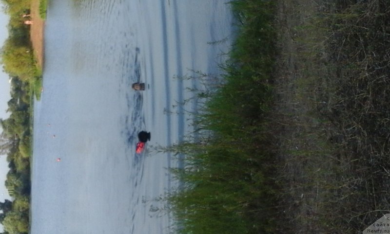 Фото: ньюфаундленд Русская Красавица Нюра