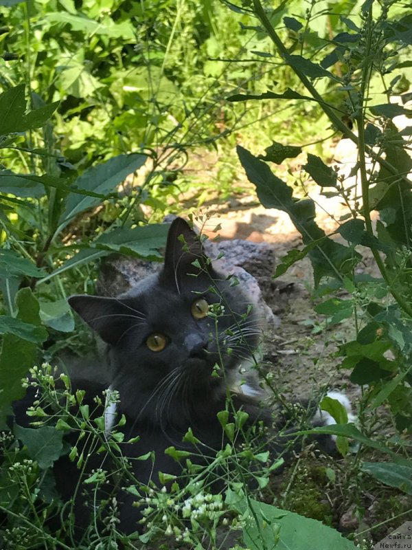 Фотография № 228616