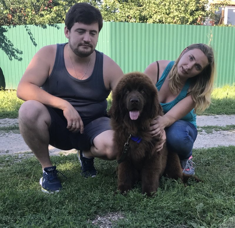 Фото: ньюфаундленд Браунблад МСК Дарли Ринна (Brownblood MSK Darley Rinna)