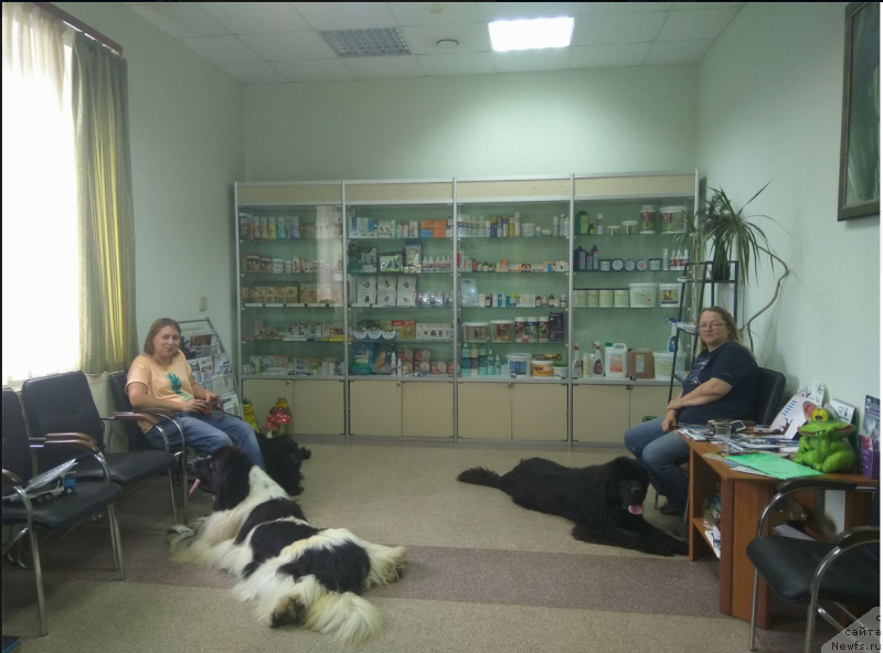 Фото: ньюфаундленд Супер Бизон Малина