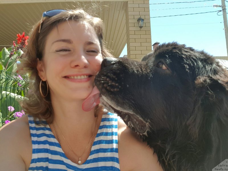 Фото: ньюфаундленд Черная Мафия Бреакинг Тхе Лав (Chernaya Mafia Breaking The Law)