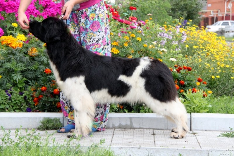 Фото: ньюфаундленд Аквиан Сонг Саншайн