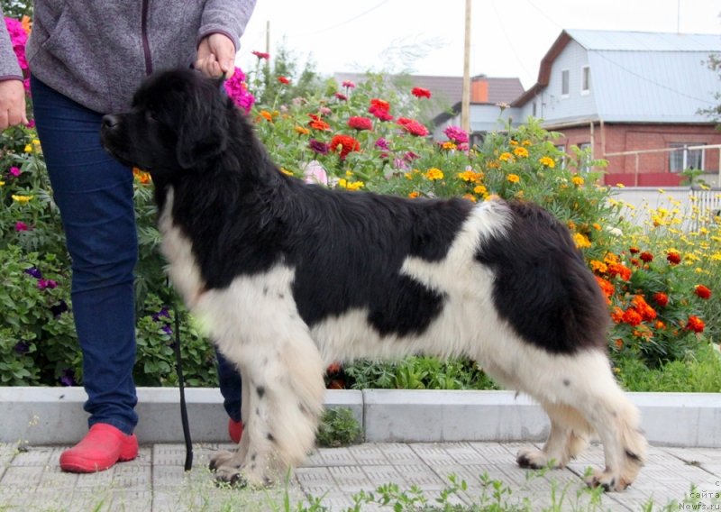Фото: ньюфаундленд Аквиан Сонг Саншайн