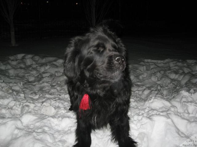 Фото: ньюфаундленд Маг Исполин Илья Муромец