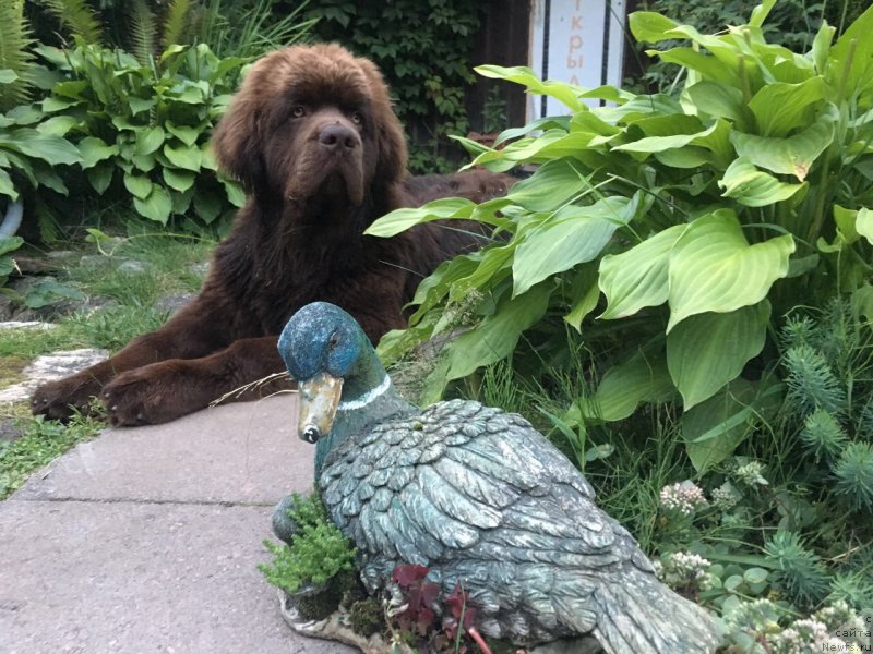 Фото: ньюфаундленд Браунблад МСК Ларчи Ардон (Brownblood MSK Larchie Ardon)