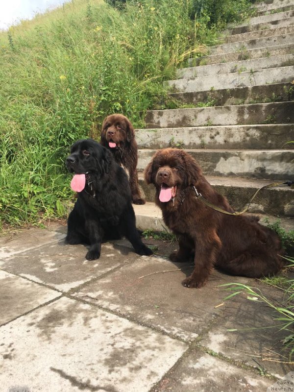 Фото: ньюфаундленд Браунблад МСК Ларчи Ардон (Brownblood MSK Larchie Ardon), ньюфаундленд Браунблад МСК Абрамс-Стронг (Brownblood MSK Abrams-Strong)