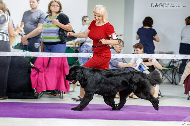 Фото: ньюфаундленд Персея из Антаграда (Perseja is Antagrada)