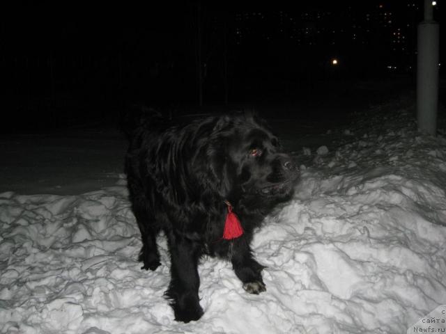 Фото: ньюфаундленд Маг Исполин Илья Муромец