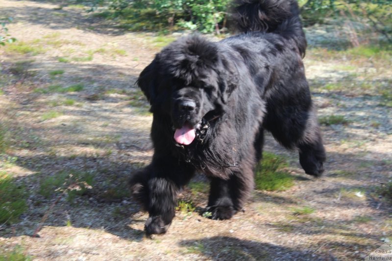 Фото: ньюфаундленд King of Helluland You Shock Me