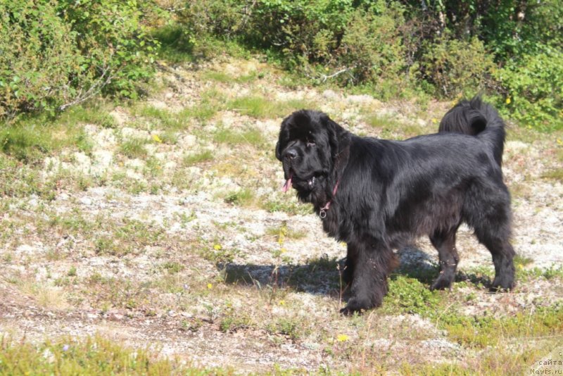 Фото: ньюфаундленд Даймонд Кинг