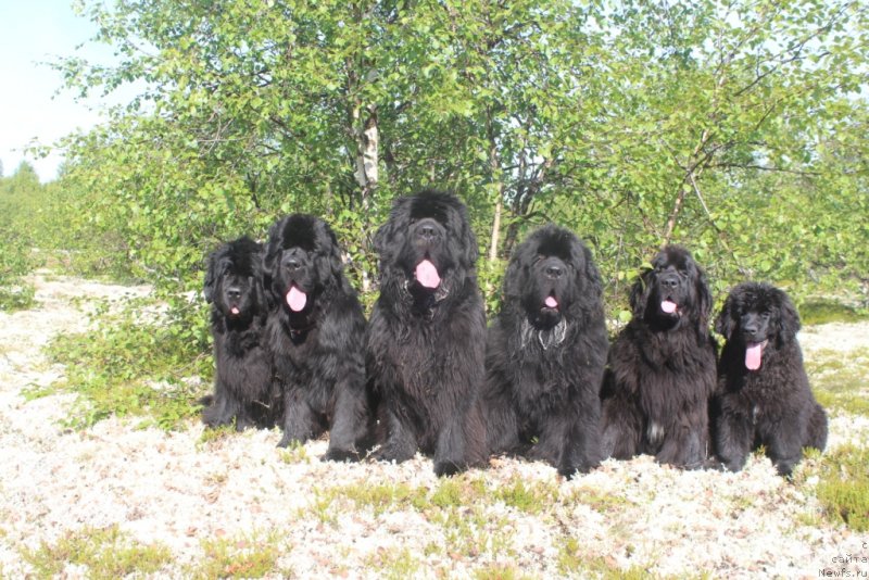 Фото: ньюфаундленд Fortuna of Giant's Island, ньюфаундленд Даймонд Кинг, ньюфаундленд King of Helluland You Shock Me, ньюфаундленд Бегущая по Волнам Зеро Коол, ньюфаундленд Neretum Tribe Xagrid, и Элли