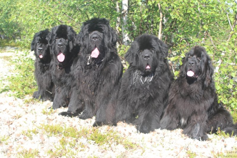 Фото: ньюфаундленд Fortuna of Giant's Island, ньюфаундленд Даймонд Кинг, ньюфаундленд King of Helluland You Shock Me, ньюфаундленд Бегущая по Волнам Зеро Коол, ньюфаундленд Neretum Tribe Xagrid