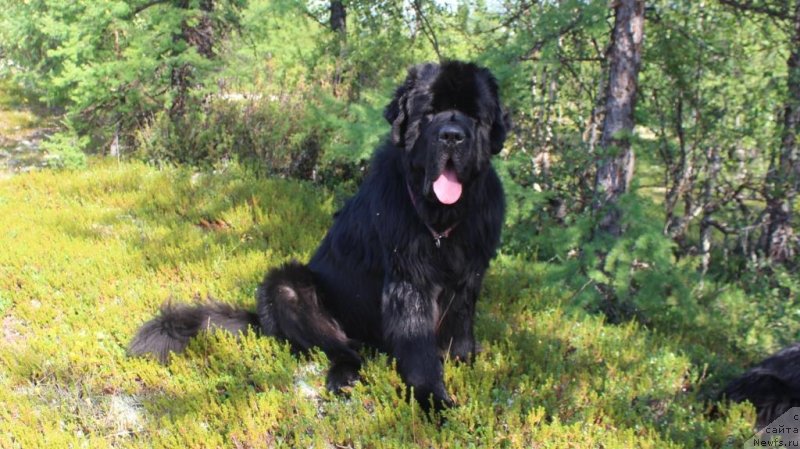 Фото: ньюфаундленд Даймонд Кинг