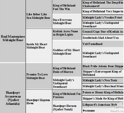 Фото: ньюфаундленд Ньюфорт Атлантида (Njufort Atlantida)